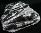 Polished Orthoceras (Cephalopod) Plate - #12111-1